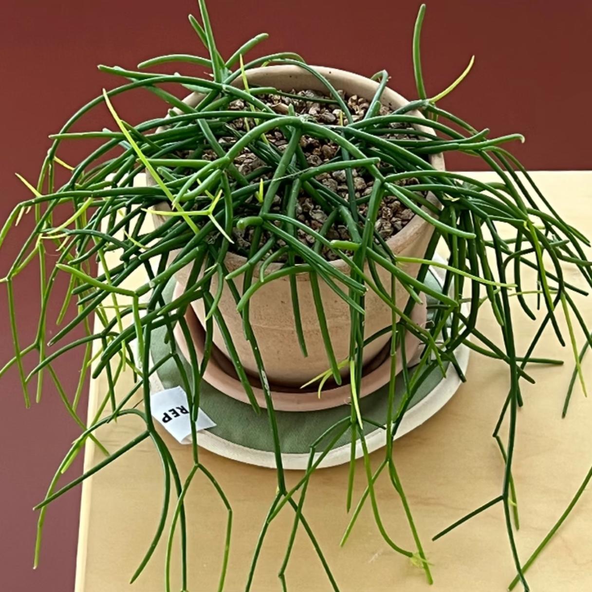 全4色 ミルク マルチパッド | multi pad