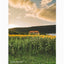 sunflower farm | wall art