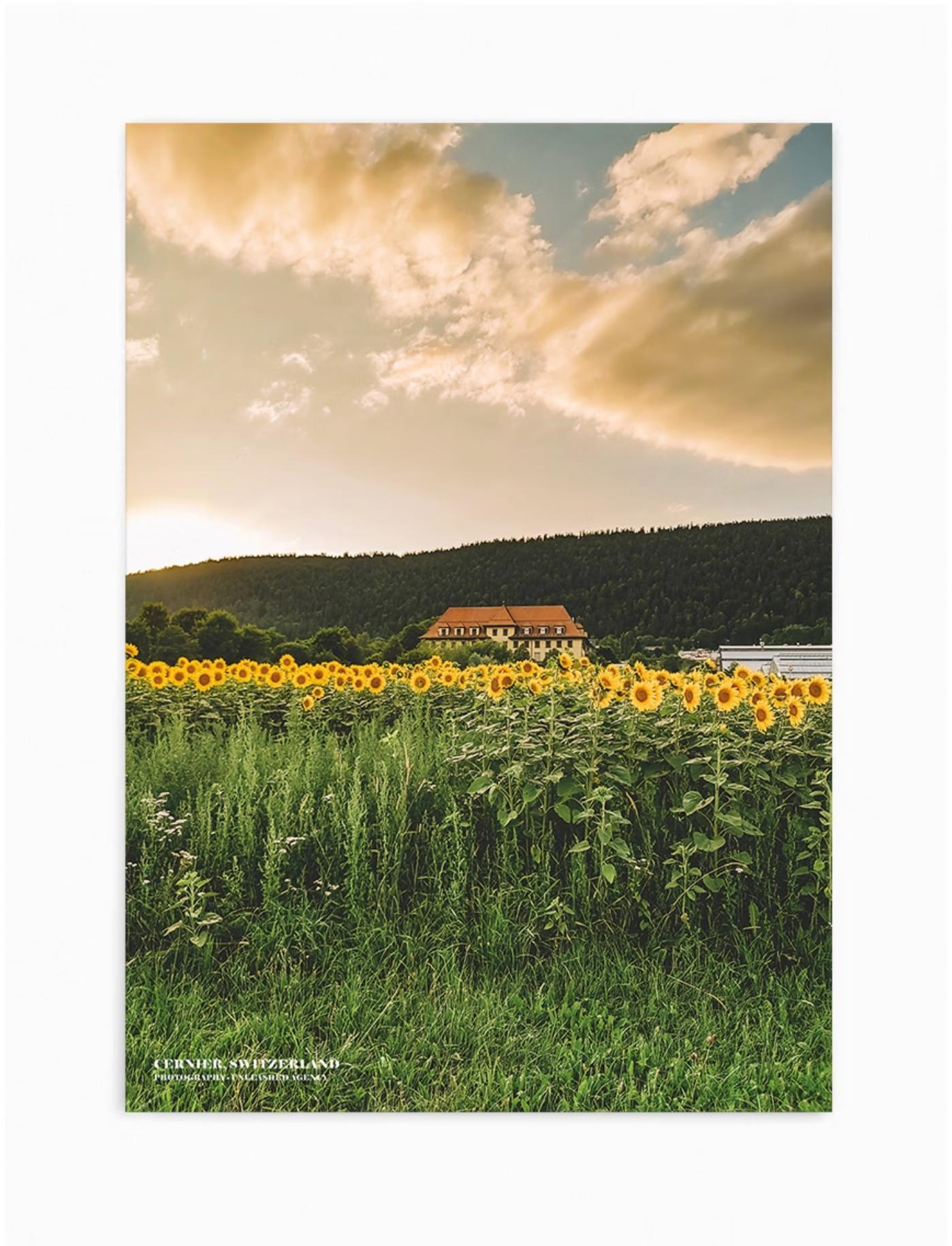 sunflower farm | wall art