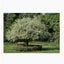 TREE | wall art
